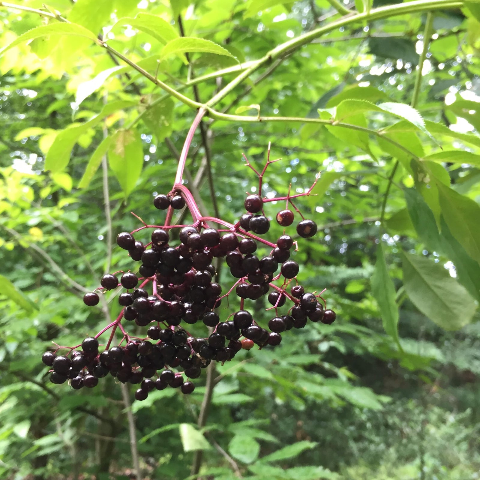 Sambucus canadensis 'York' ~ York Elderberry-ServeScape