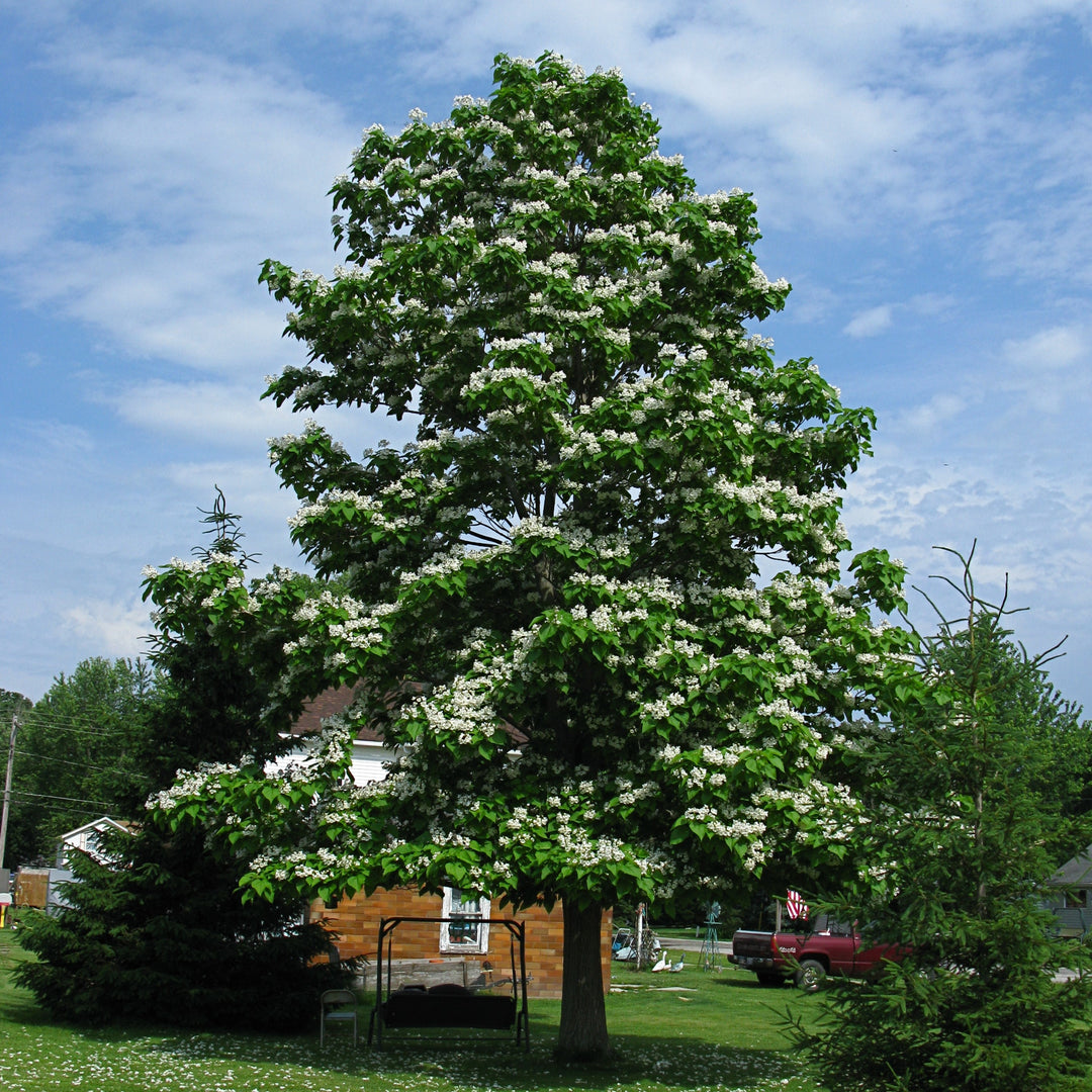 Catalpa speciosa ~ Northern Catalpa-ServeScape