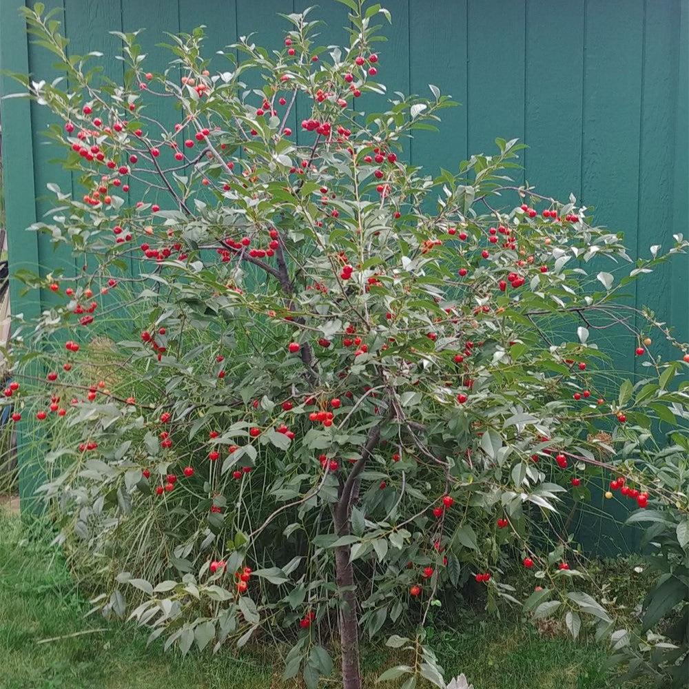 Prunus cerasus 'North Star' ~ North Star Sour Cherry-ServeScape