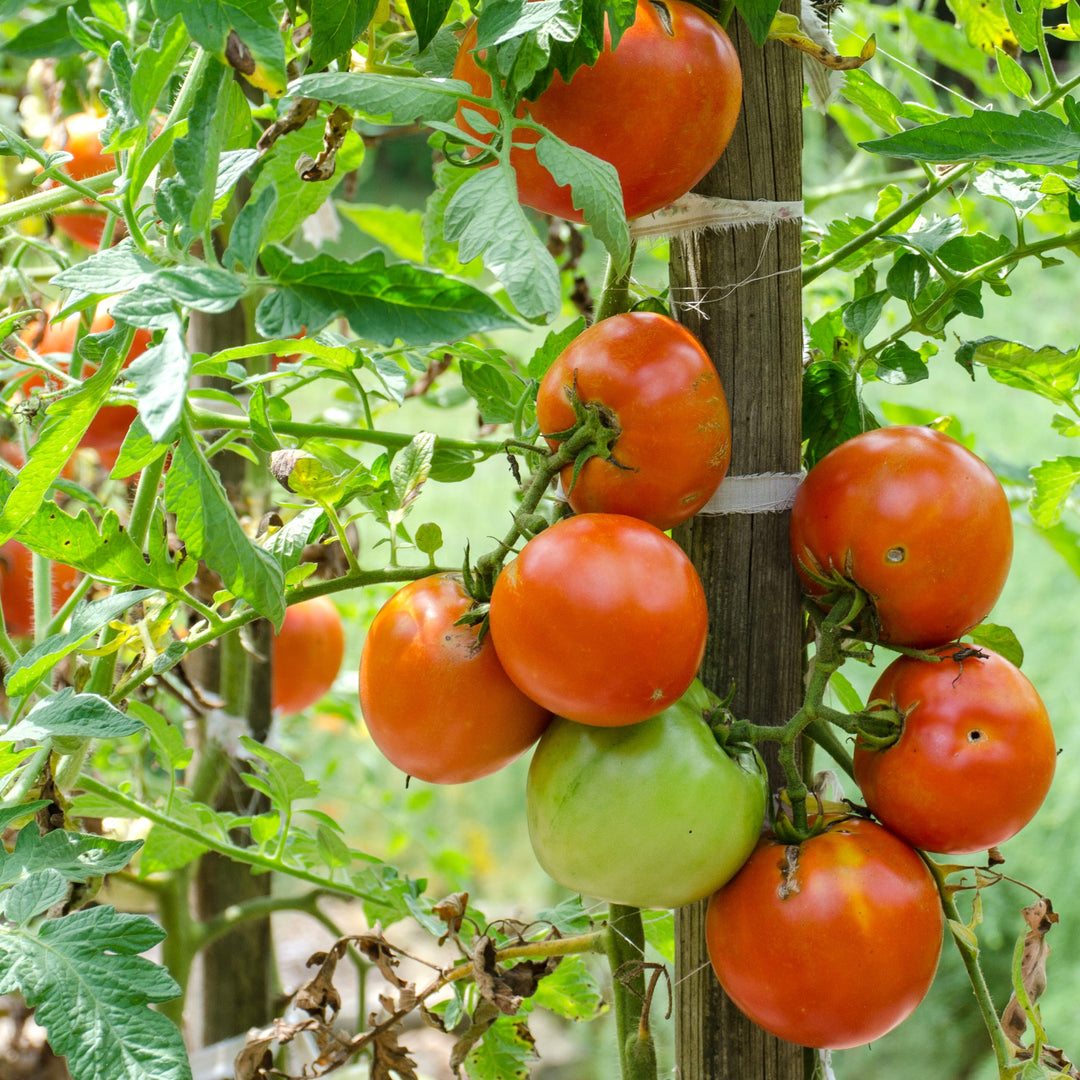 Solanum lycopersicum 'Big Beef' ~ Big Beef Tomato-ServeScape