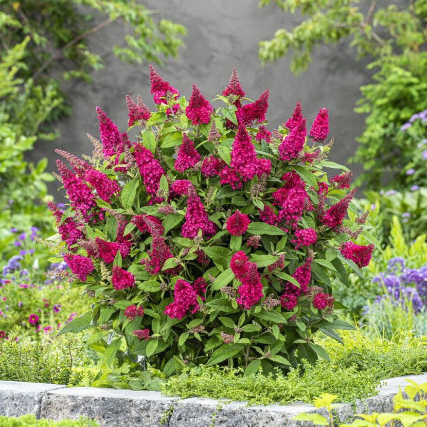 Buddleja Leah Raspberry Butterfly Candy™ Li'l Raspberry™ Butterfly Bush - Buddleia davidii ...