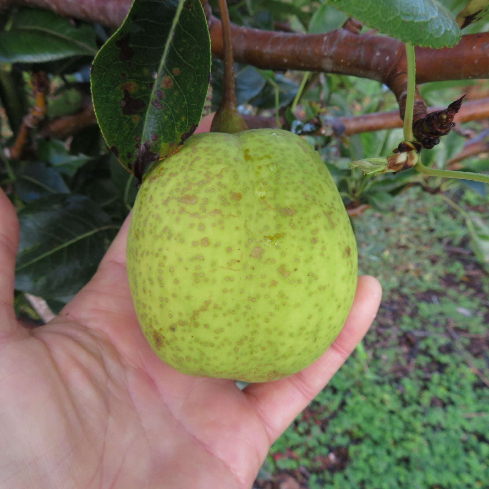 Pyrus communis 'Hood' ~ Hood Pear-ServeScape