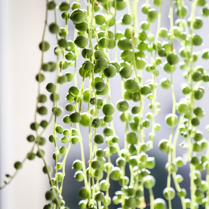 Senecio rowleyanus ~ String of Pearls-ServeScape