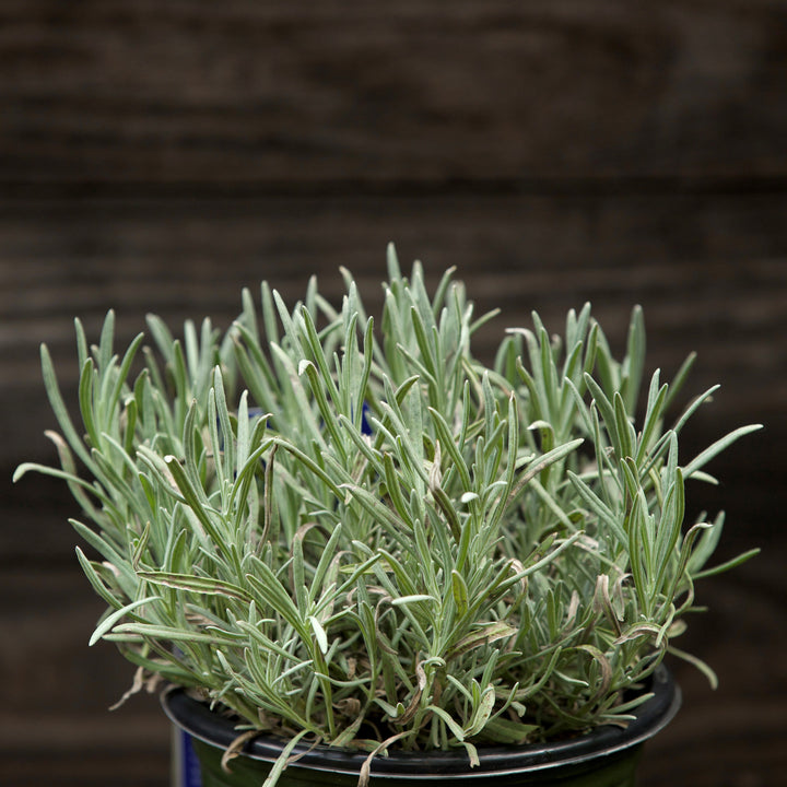 Lavandula angustifolia 'Thumbelina Leigh' ~ Thumbelina Leigh English Lavender-ServeScape