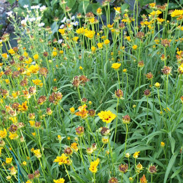 Coreopsis 'Baby Sun' ~ Baby Sun Tickseed-ServeScape