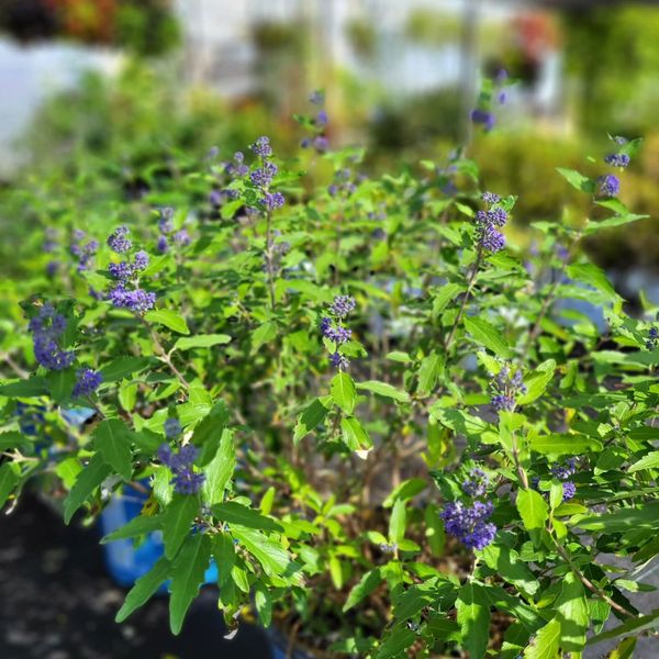 Caryopteris x clandonensis 'Minigold' ~ Beekeeper® Bluebeard-ServeScape