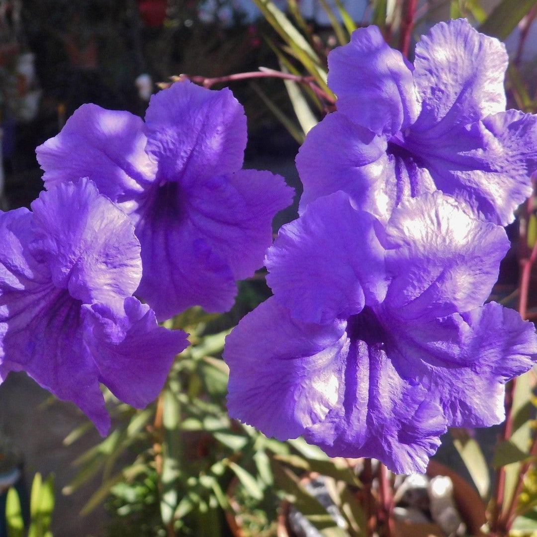 Ruellia simplex 'R-10-102' PP24422 ~ Mayan™ Purple Mexican Petunia-ServeScape