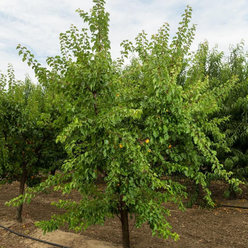 Prunus armeniaca 'Moorpark' ~ Moorpark Apricot-ServeScape