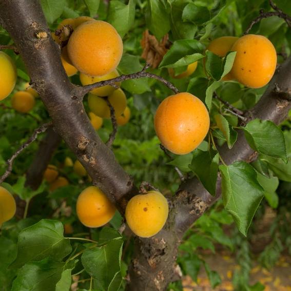 Prunus armeniaca 'Moorpark' ~ Moorpark Apricot-ServeScape