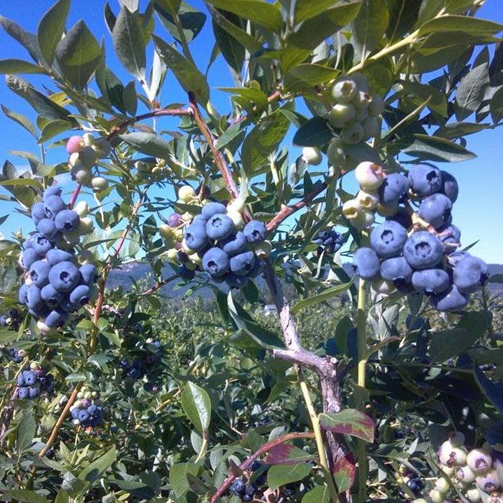 Vaccinium corymbosum 'Herbert' ~ Herbert Blueberry-ServeScape