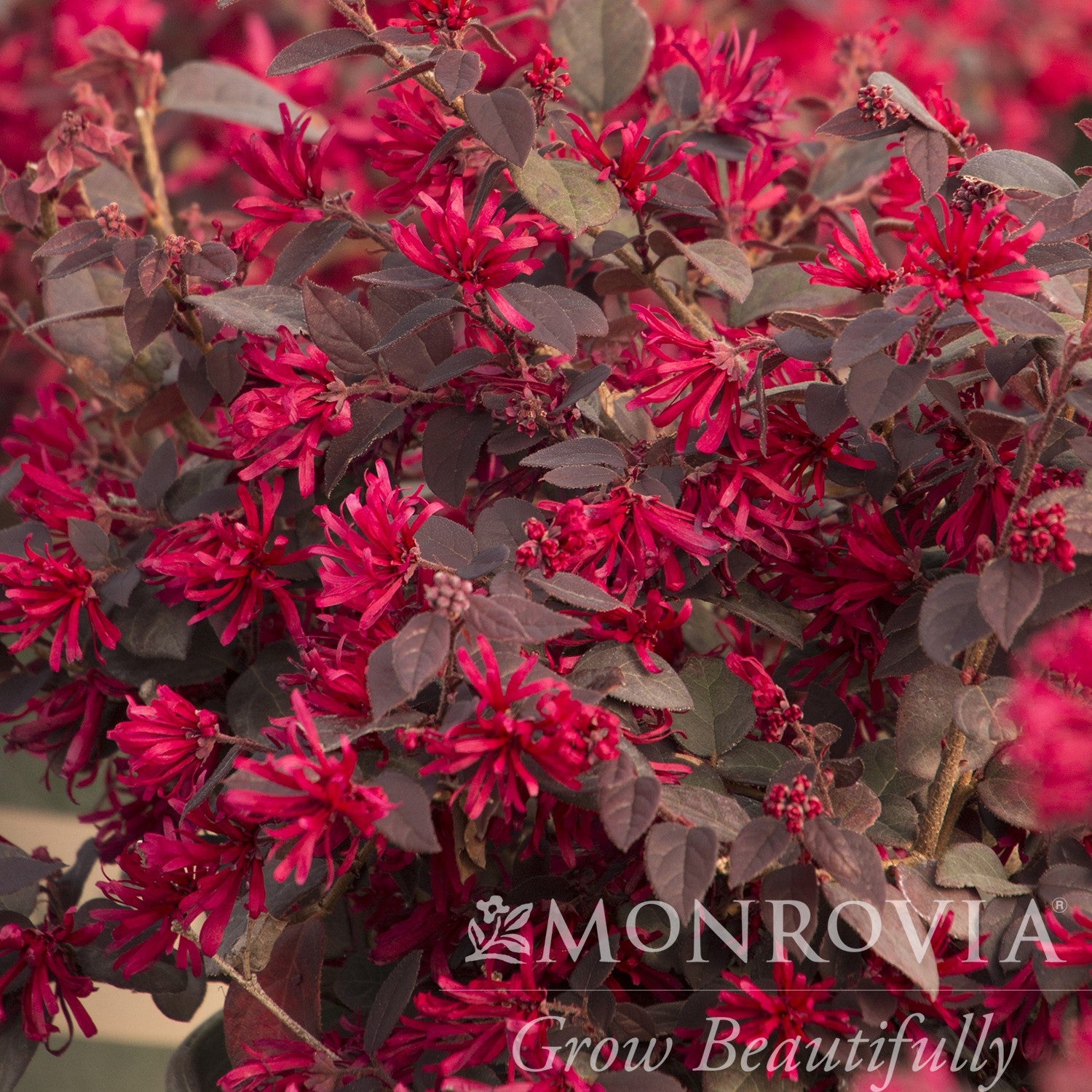 Loropetalum chinense 'Chang Nian Hong' ~ Monrovia® Ever Red® Fringe Flower-ServeScape