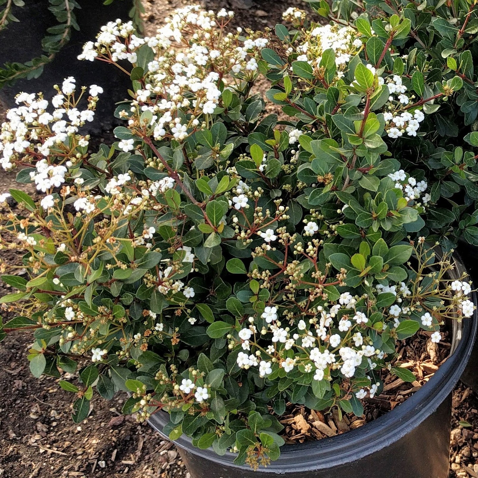 Walter's Dwarf Viburnum - Viburnum obovatum 'Densa' – ServeScape