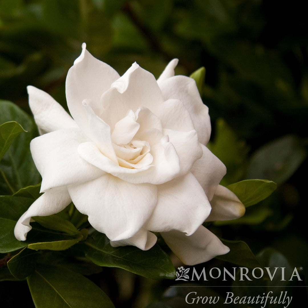 Gardenia jasminoides 'August Beauty' ~ Monrovia® August Beauty Gardenia-ServeScape