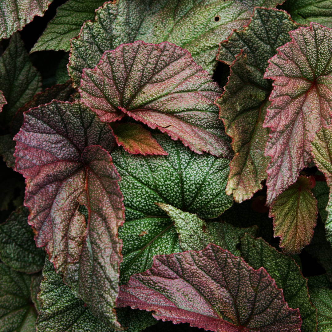 Begonia 'Sinbad' ~ Sinbad Angelwing Begonia-ServeScape