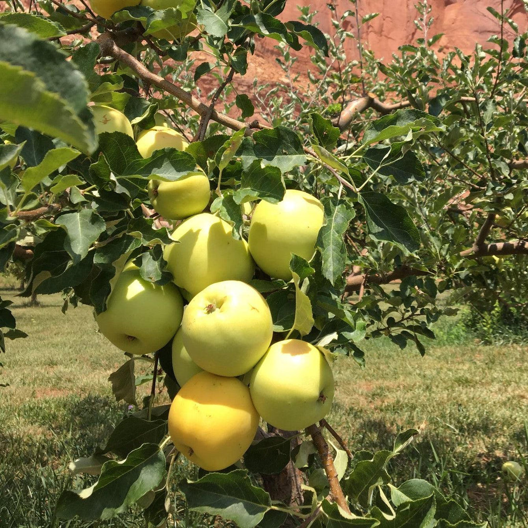 Malus domestica 'Ginger Gold' ~ Ginger Gold Apple-ServeScape