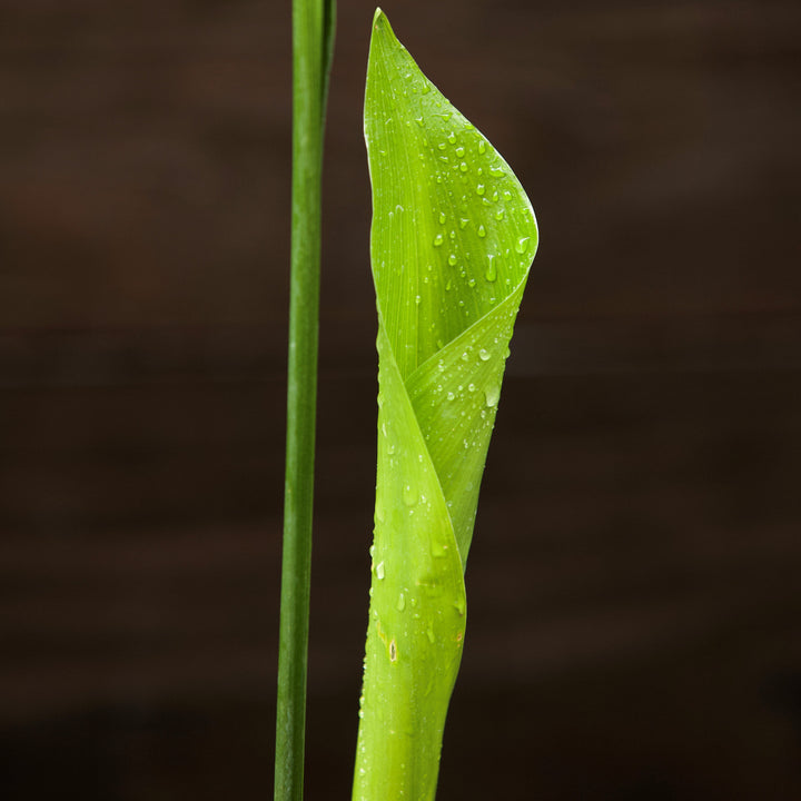 Aspidistra elatior ~ Cast Iron Plant-ServeScape