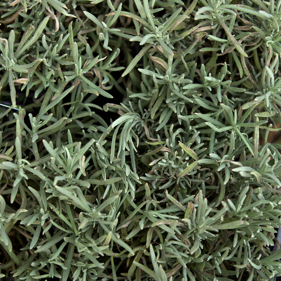 Thumbelina Leigh English Lavender, Monrovia Plant