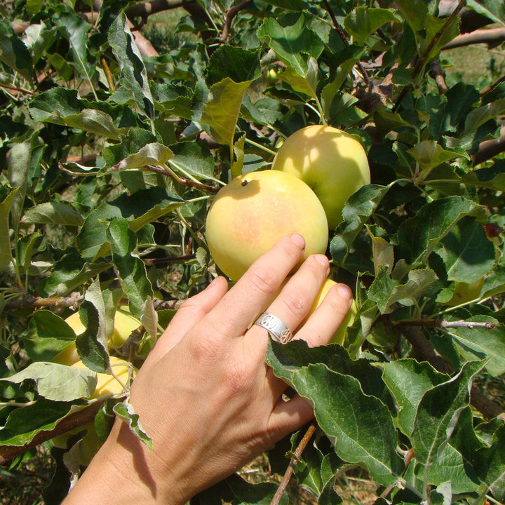 Malus domestica 'Ginger Gold' ~ Ginger Gold Apple-ServeScape