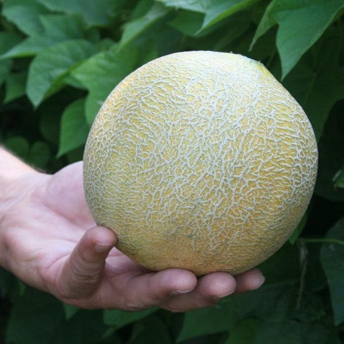 Cucumis melo var. reticulatus 'Ambrosia' ~ Ambrosia Cantaloupe-ServeScape