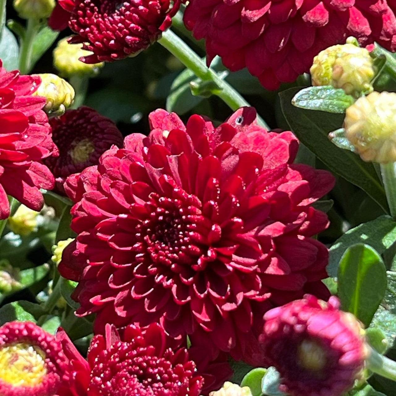 Chrysanthemum x morifolium 'Ashley Red' ~ Ashley™ Red Mum-ServeScape