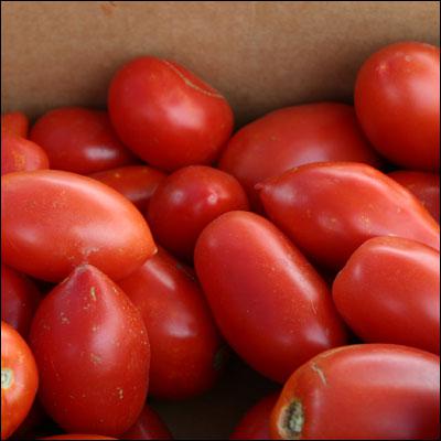 Solanum lycopersicum 'La Roma III' ~ La Roma III Tomato-ServeScape