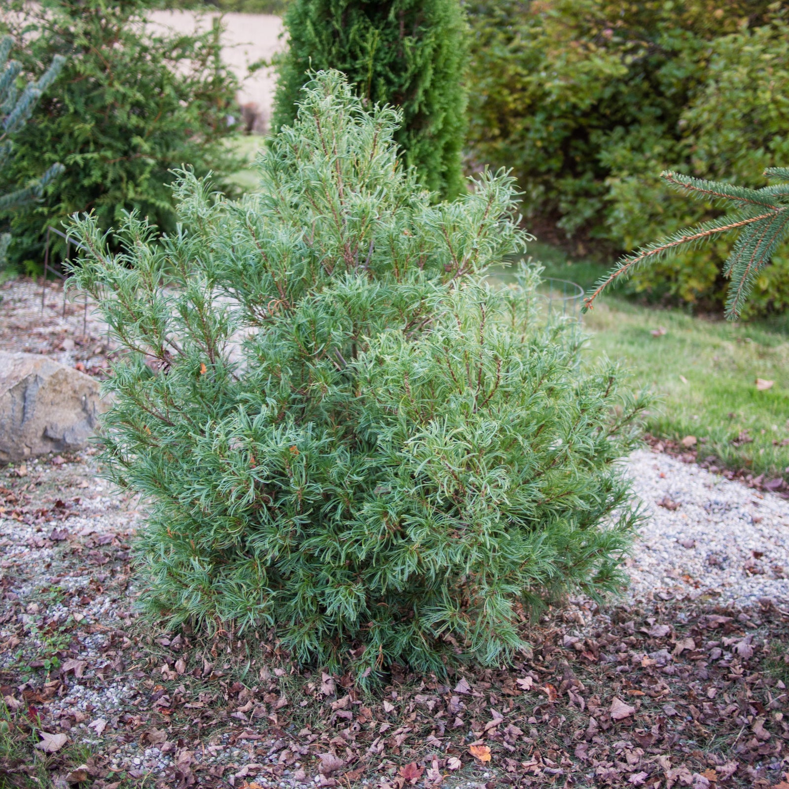 Pinus strobus 'Mini Twists' ~ Mini Twists White Pine-ServeScape