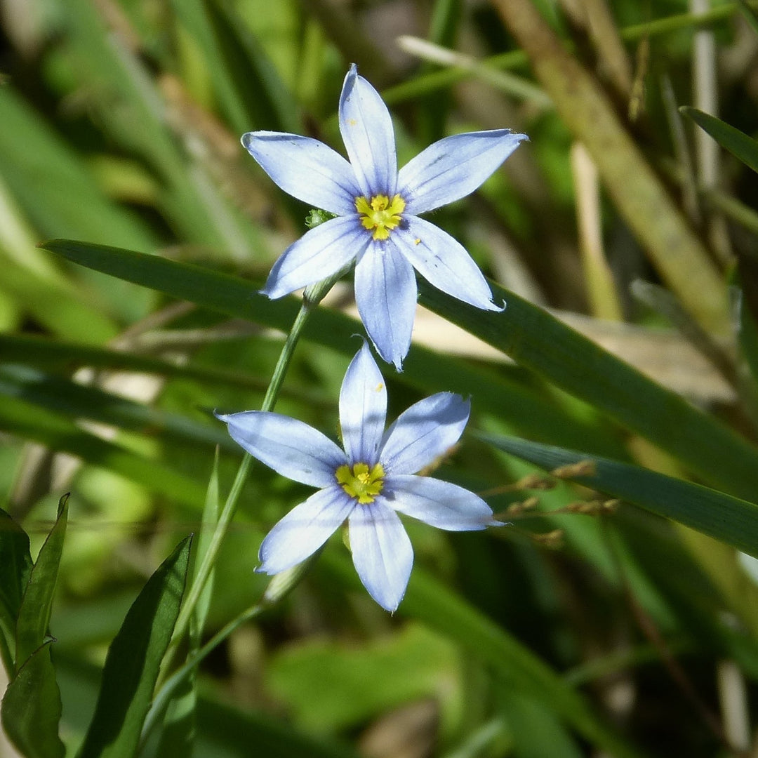 Sisyrinchium angustifolium 'Blue Note' ~ Blue Note Blue-Eyed Grass-ServeScape