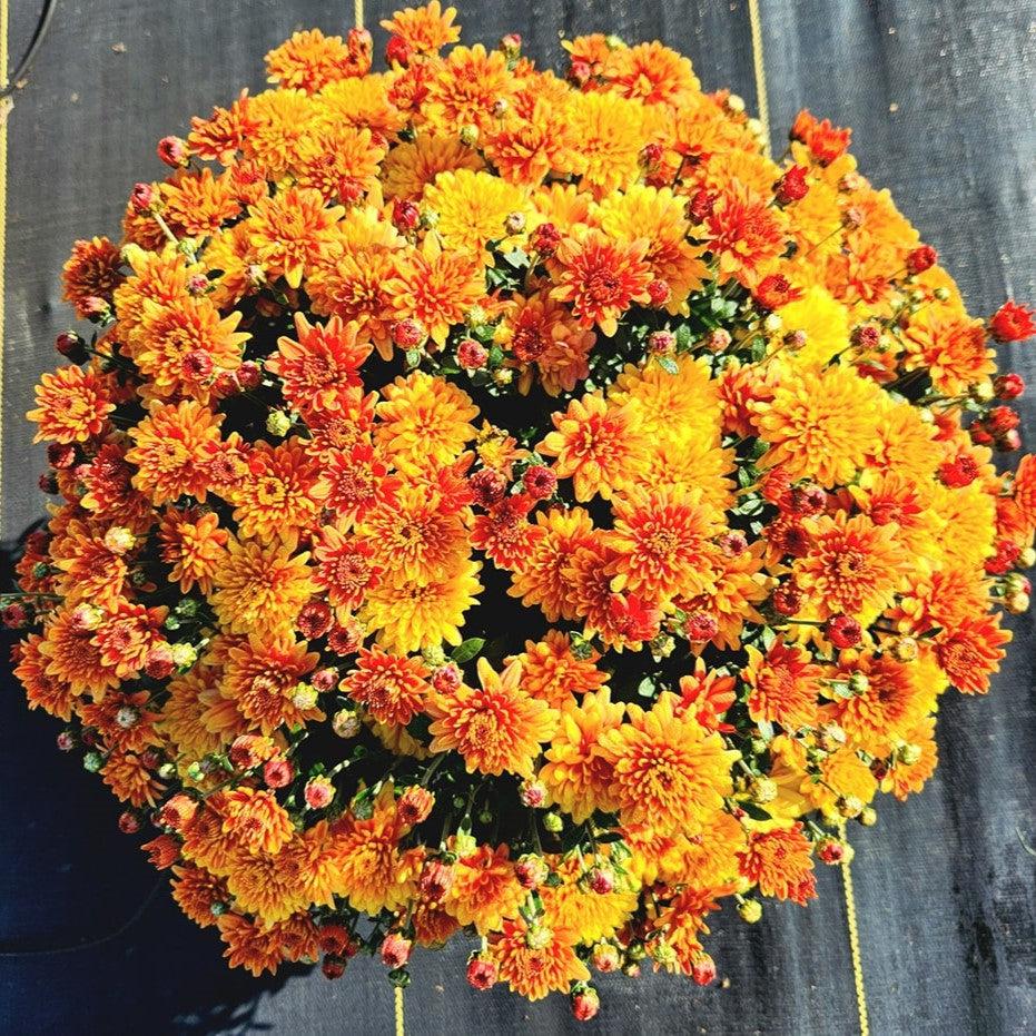 Conaco Yellow Chrysanthemum x morifolium 'Conaco Orange' ~ Belgian Mums© Conaco Oran ...
