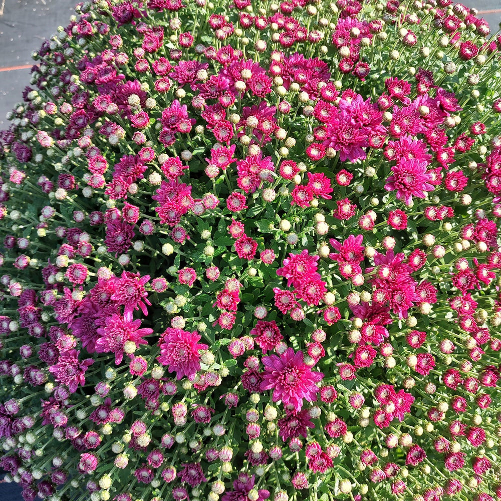 Chrysanthemum x morifolium 'Debbie hot Pink' ~ Debbie™ Hot Pink Mum-ServeScape