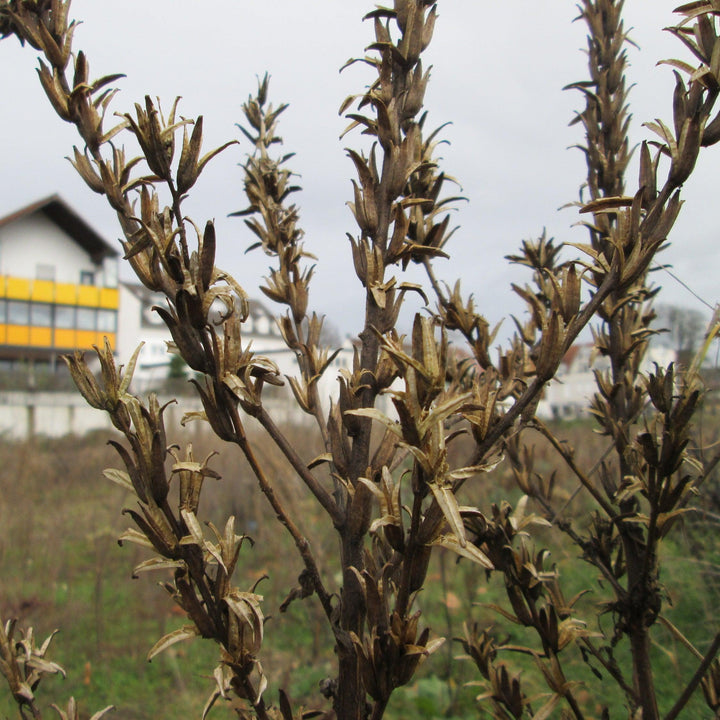 Oenothera biennis ~ Evening Primrose-ServeScape