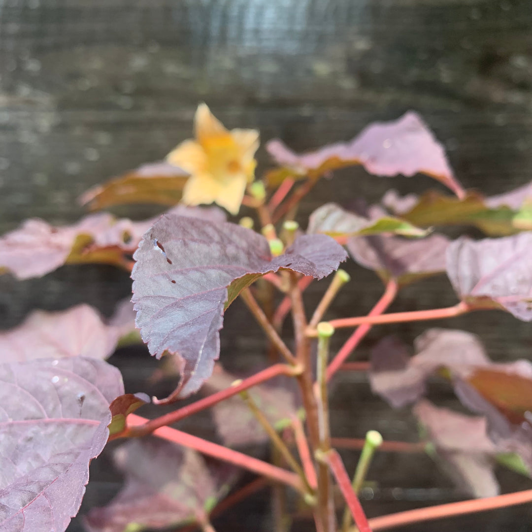 Hibiscus 'Edge of Night' PP34,359 ~ Summerific® Edge of Night Hibiscus-ServeScape