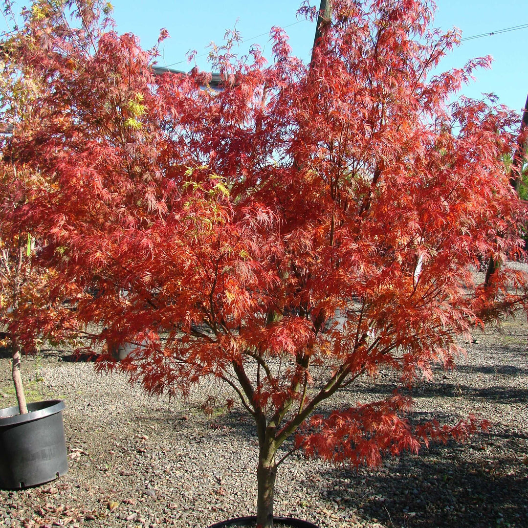Acer palmatum 'Seiryu' ~ Seiryu Japanese Maple-ServeScape