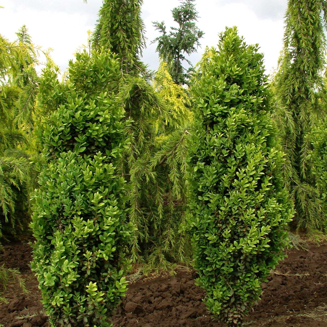 Buxus sempervirens 'Graham Blandy' ~ Graham Blandy Boxwood-ServeScape