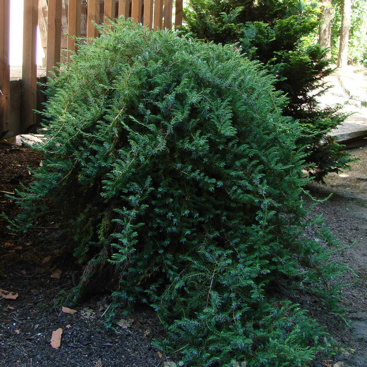 Juniperus conferta 'Blue Lagoon' ~ Blue Lagoon Shore Juniper-ServeScape