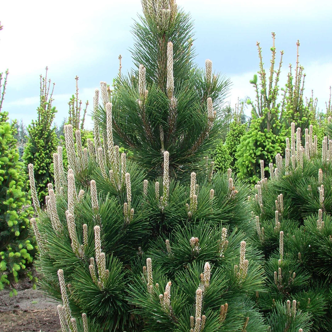 Pinus thunbergii 'Thunderhead' ~ Thunderhead Japanese Black Pine-ServeScape