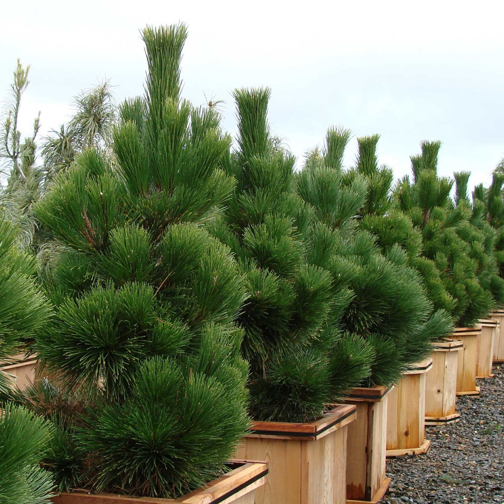 Pinus thunbergii 'Thunderhead' ~ Thunderhead Japanese Black Pine-ServeScape