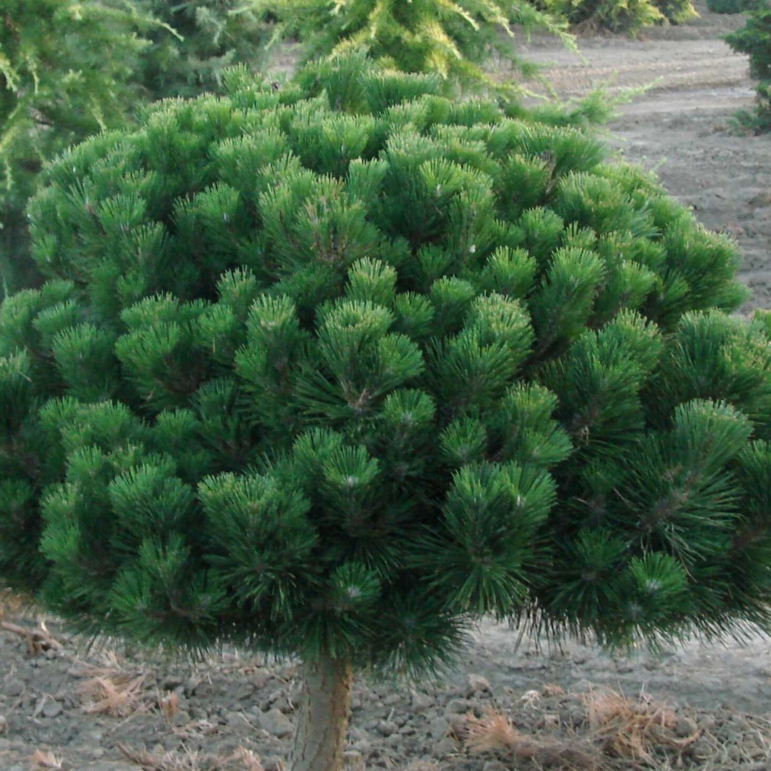 Pinus thunbergii 'Thunderhead' ~ Thunderhead Japanese Black Pine-ServeScape