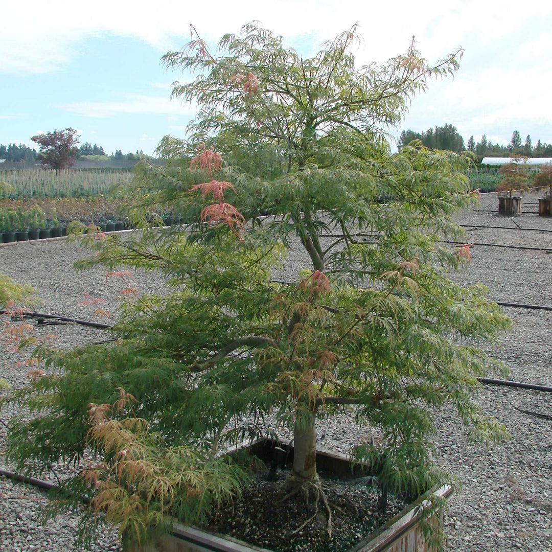 Acer palmatum var. dissectum 'Spring Delight' ~ Spring Delight Japanese Maple-ServeScape