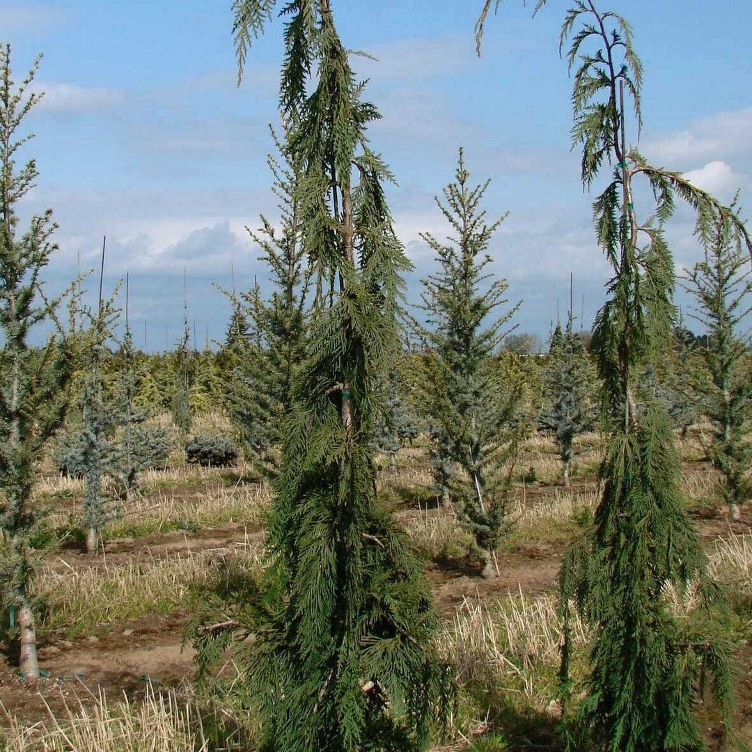 Chamaecyparis nootkatensis 'Van den Akker' ~ Van den Akker Alaskan Cedar-ServeScape