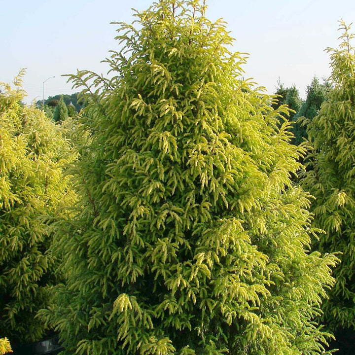 Juniperus communis 'Gold Cone' ~ Gold Cone Juniper-ServeScape