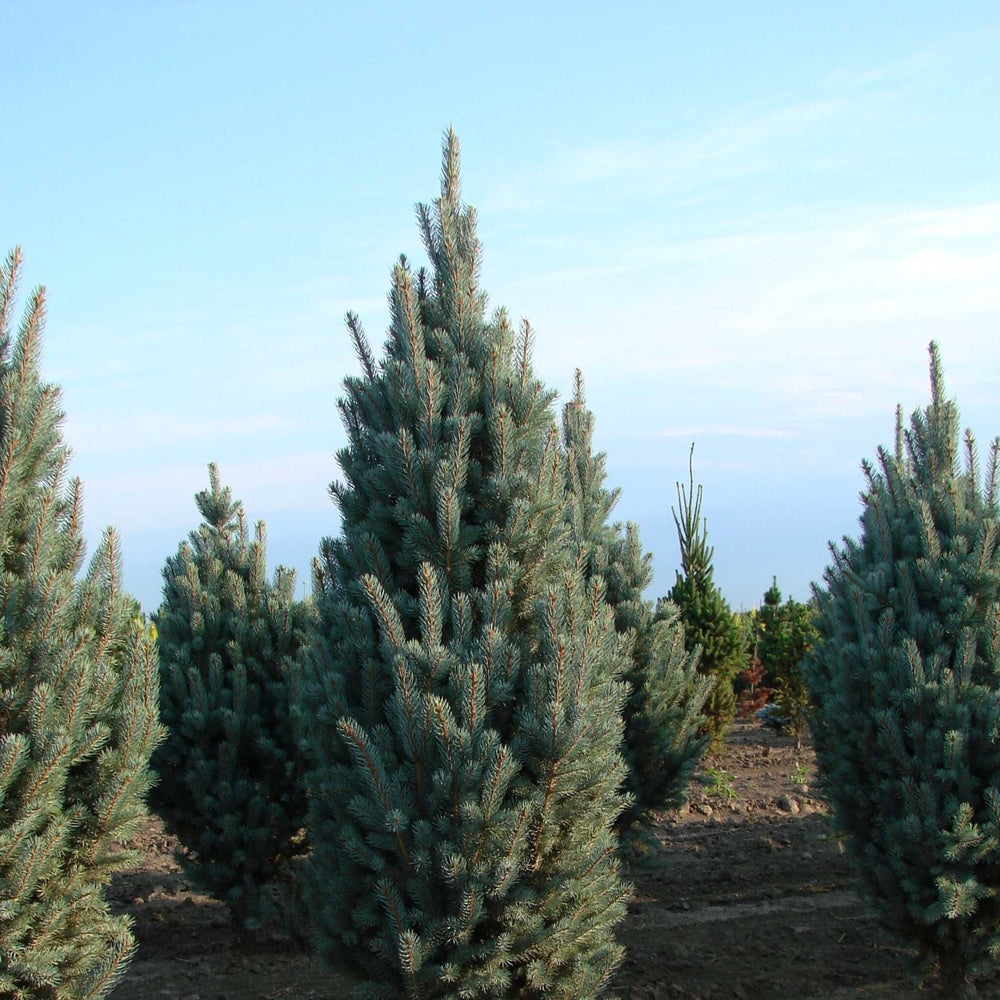 Picea pungens 'Fastigiata' ~ Columnar Colorado Blue Spruce-ServeScape