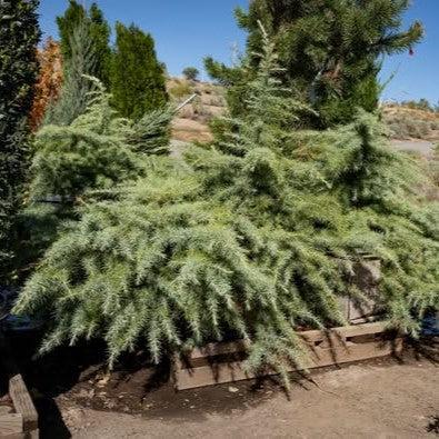 Cedrus deodara 'Snow Sprite' ~ Snow Sprite Deodar Cedar-ServeScape