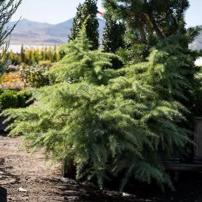 Cedrus deodara 'Snow Sprite' ~ Snow Sprite Deodar Cedar-ServeScape