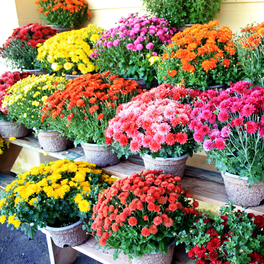 Chrysanthemum ~ Fall Daisy Mum, Assorted-ServeScape