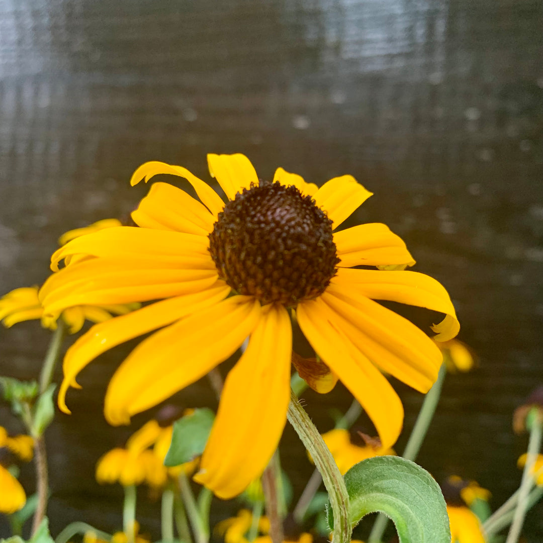 Rudbeckia fulgida 'Goldsturm' ~ Black-Eyed Susan-ServeScape