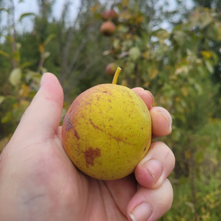 Pyrus communis 'Tennessee' ~ Tenn Pear-ServeScape