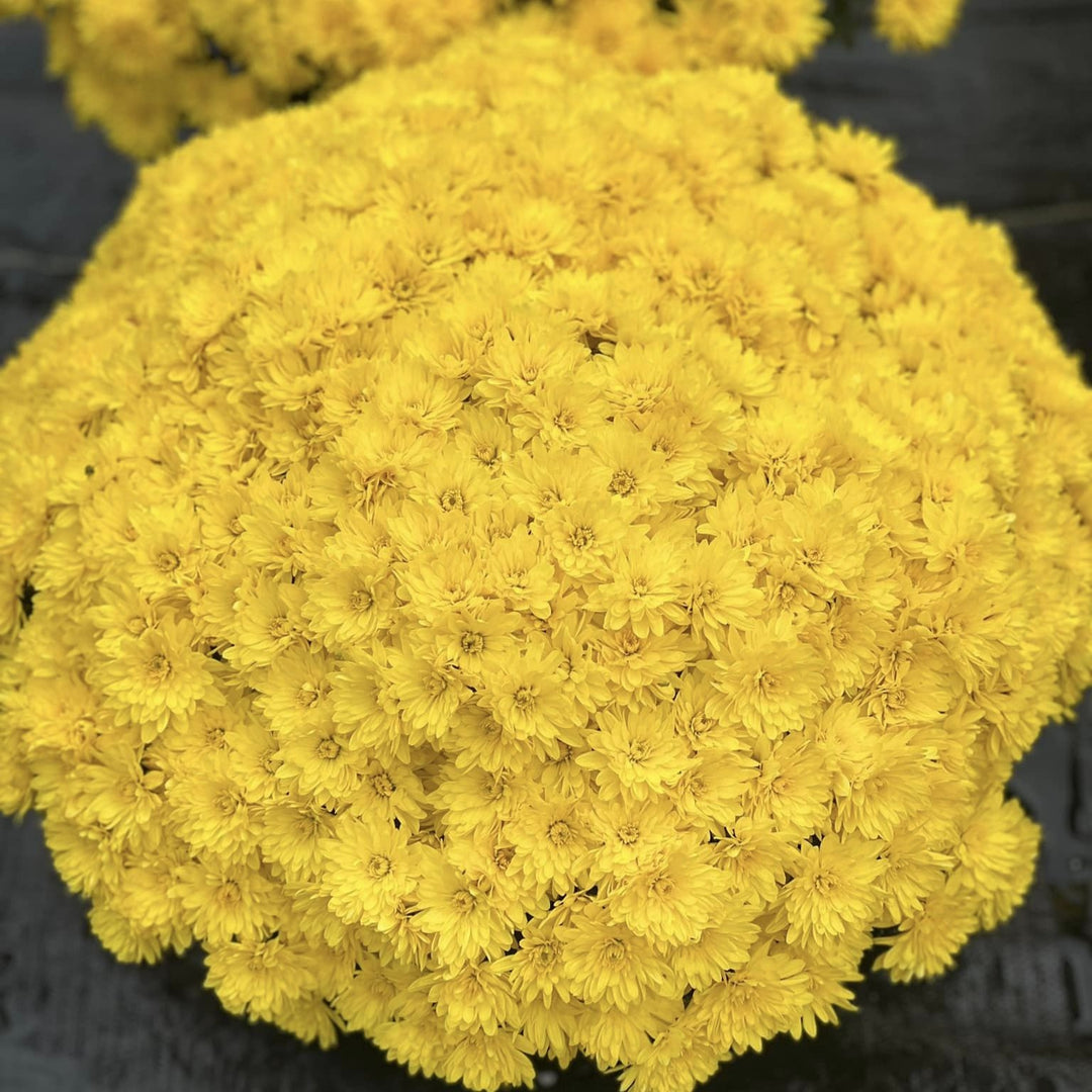 Chrysanthemum x morifolium 'Conaco Yellow' ~ Belgian Mums© Conaco Yellow Mum-ServeScape