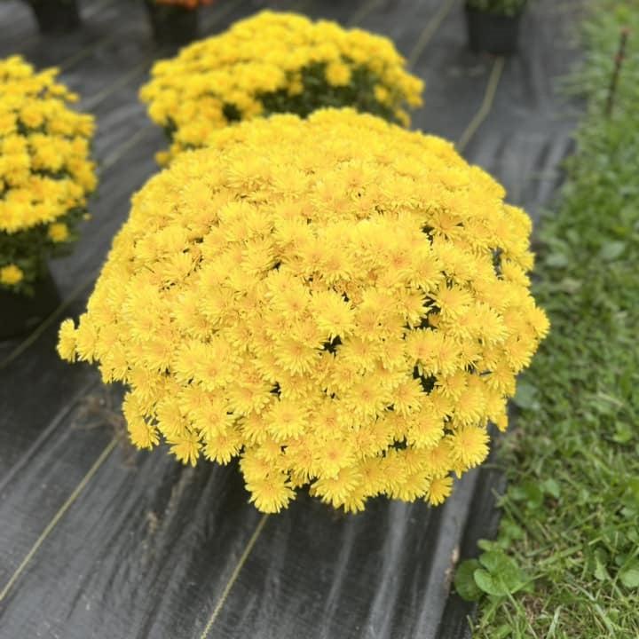 Chrysanthemum x morifolium 'Conaco Yellow' ~ Belgian Mums© Conaco Yellow Mum-ServeScape