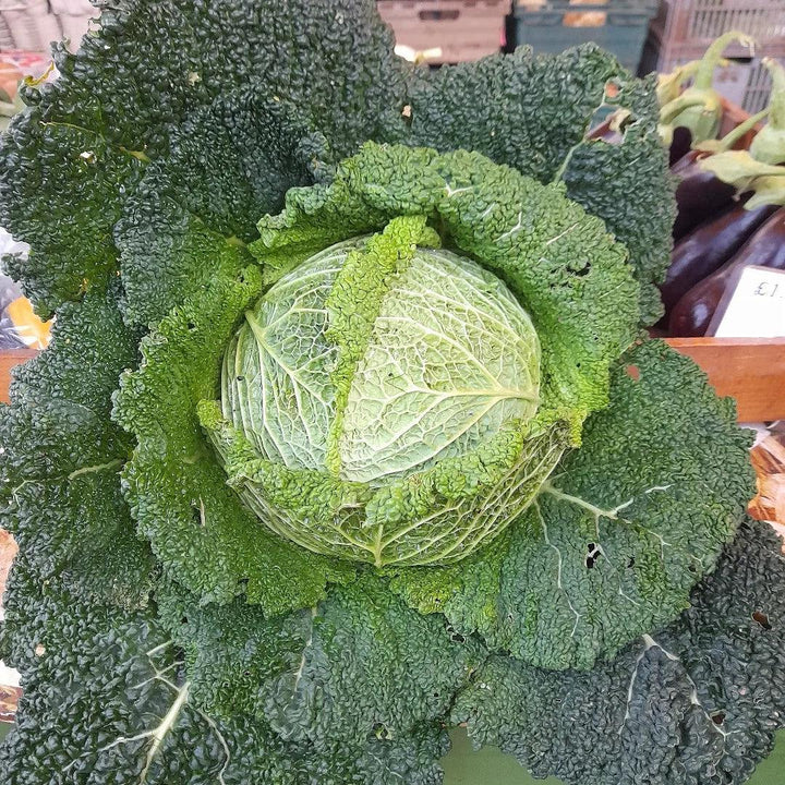 Brassica oleracea var. capitata 'Savoy Ace' ~ Savoy Ace Cabbage-ServeScape