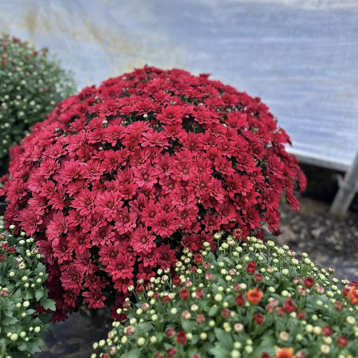 Chrysanthemum x morifolium 'Carmina Red' ~ Belgian Mum® Carmina Red Mum-ServeScape